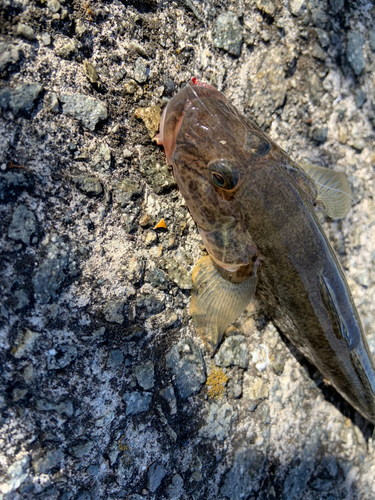 ハゼの釣果