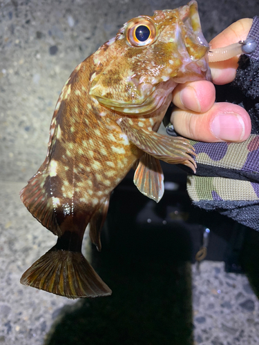 カサゴの釣果