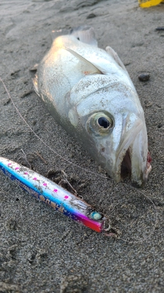 フッコ（ヒラスズキ）の釣果