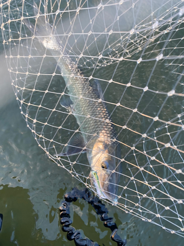 ニゴイの釣果