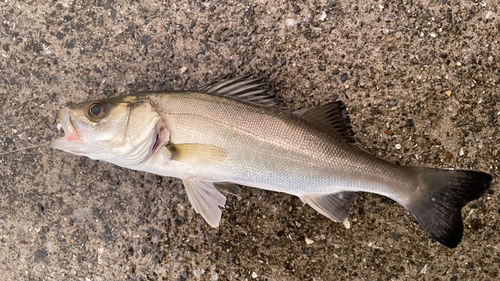 セイゴ（ヒラスズキ）の釣果