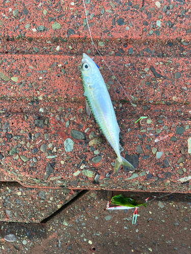 サバの釣果