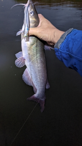 アメリカナマズの釣果