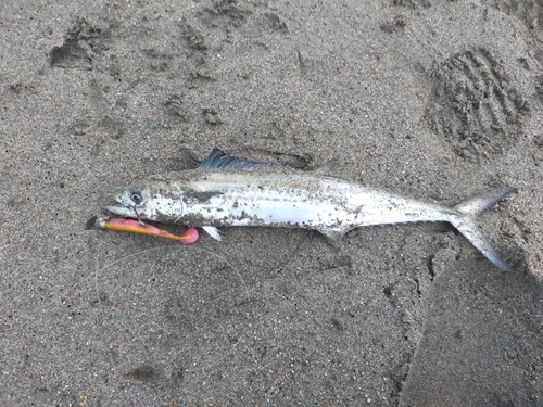 サゴシの釣果