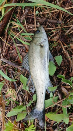 フッコ（マルスズキ）の釣果