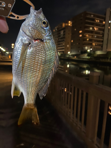 キビレの釣果