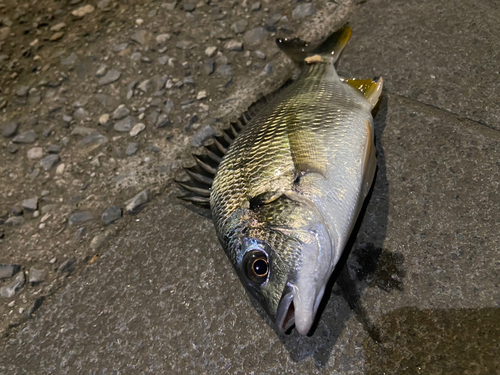 キビレの釣果