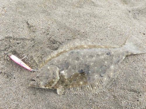 ヒラメの釣果