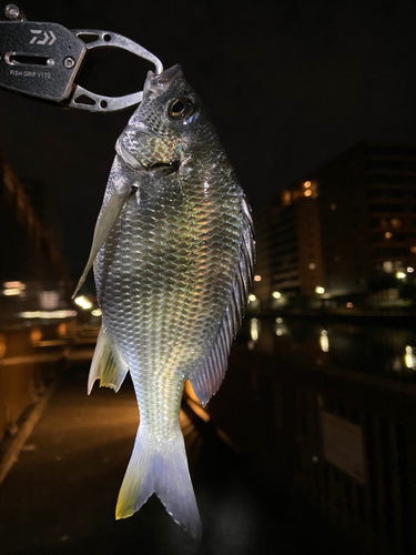 キビレの釣果