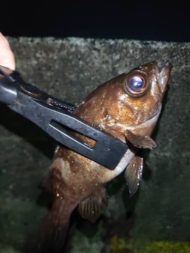 メバルの釣果