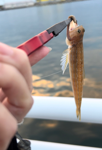 エソの釣果