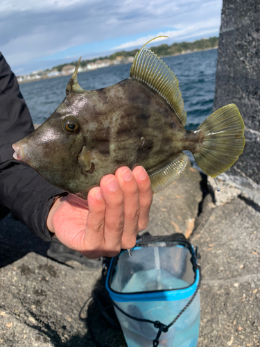 カワハギの釣果