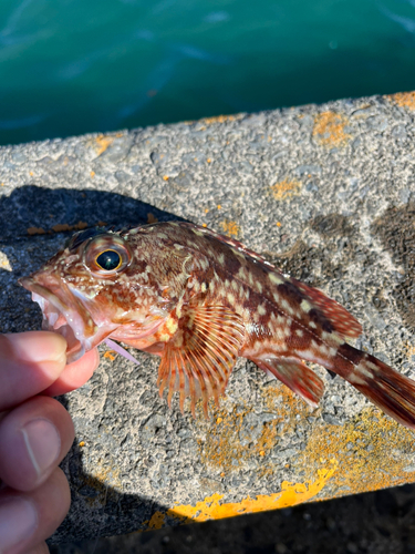 ガシラの釣果