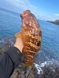 キジハタの釣果