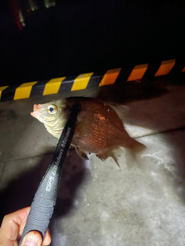 ウミタナゴの釣果