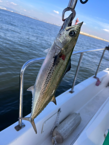 サゴシの釣果