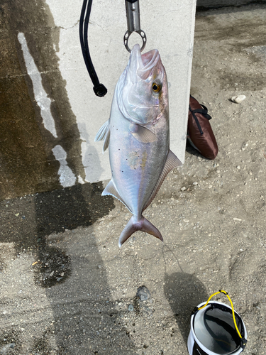 ショゴの釣果