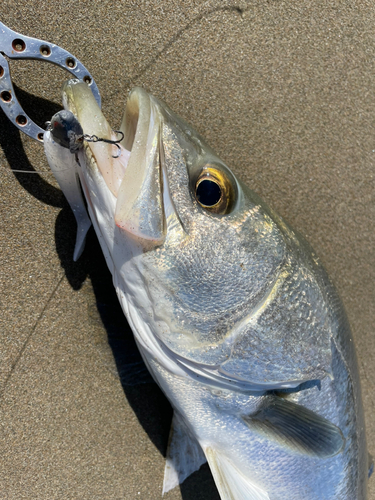 スズキの釣果