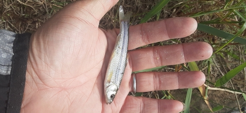 モロコの釣果