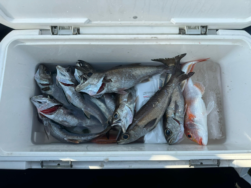 クロムツの釣果