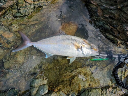 ショゴの釣果