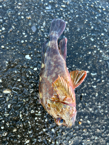 カサゴの釣果