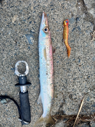 アカカマスの釣果