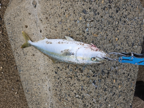 ツバスの釣果