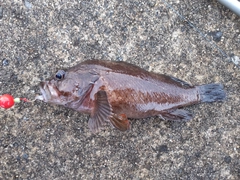 クロメバルの釣果