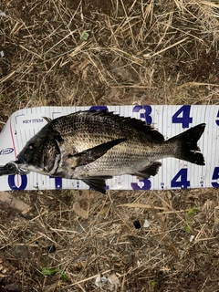 クロダイの釣果