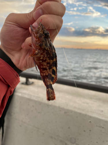 カサゴの釣果