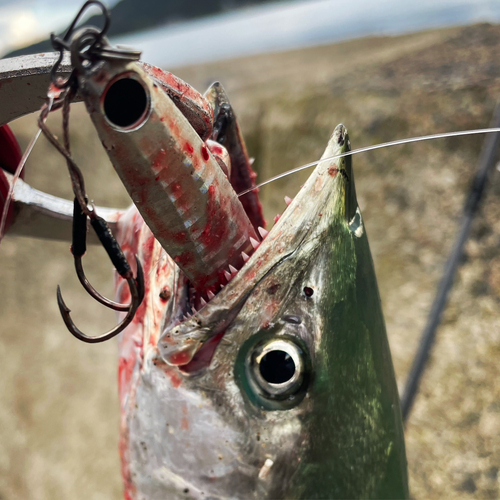 サゴシの釣果