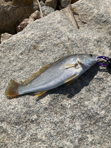 ニベの釣果