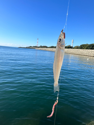 キスの釣果