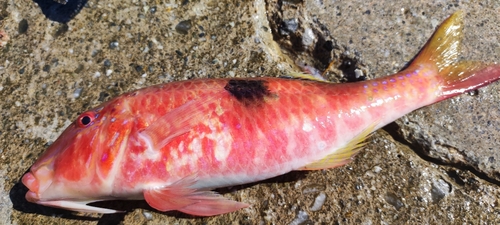 リュウキュウヒメジの釣果