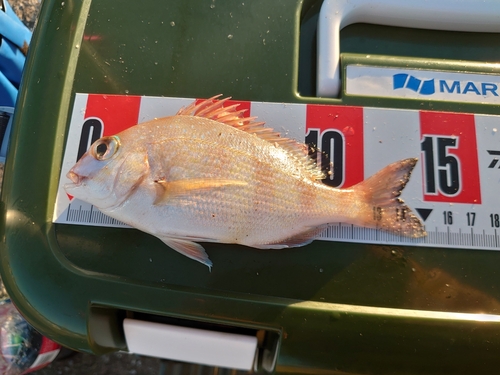 マダイの釣果