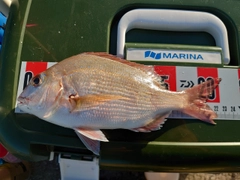 マダイの釣果