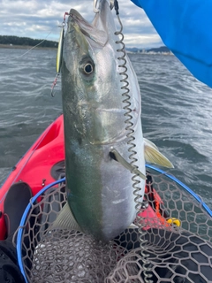 ブリの釣果