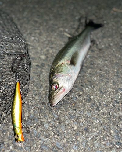 シーバスの釣果