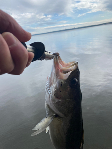 スズキの釣果