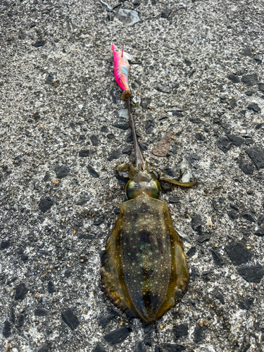 アオリイカの釣果