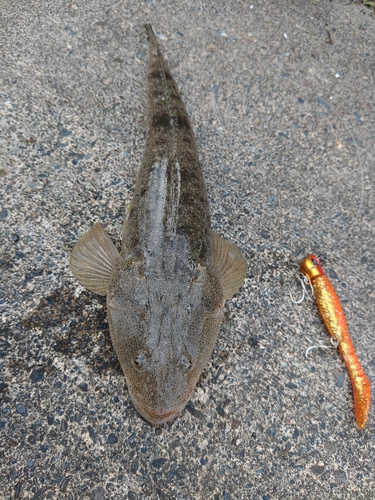 マゴチの釣果