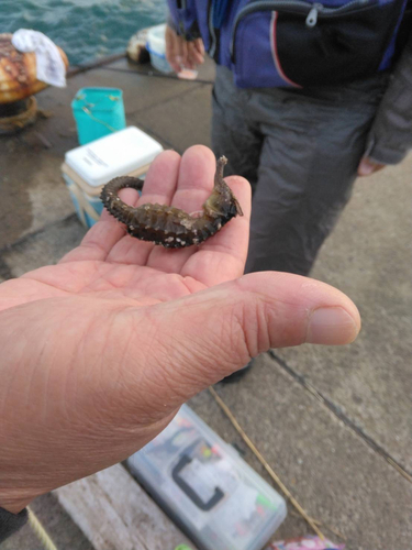 タツノオトシゴの釣果