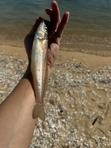 キスの釣果