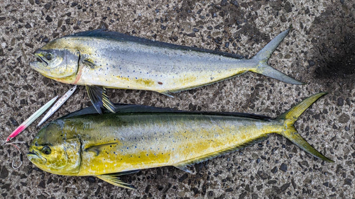 シイラの釣果