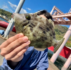 カワハギの釣果