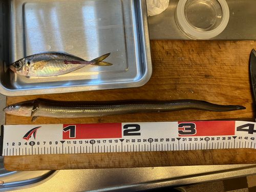 マアナゴの釣果