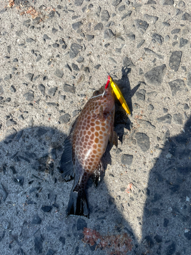 オオモンハタの釣果