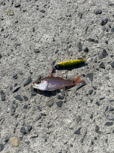 イシモチの釣果