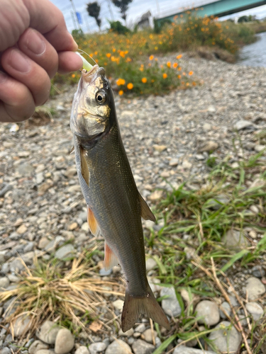 ウグイの釣果